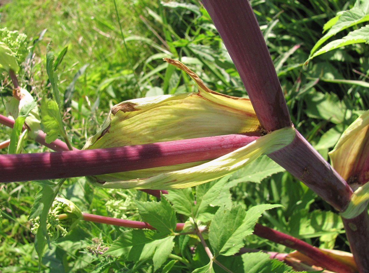 Изображение особи Archangelica officinalis.