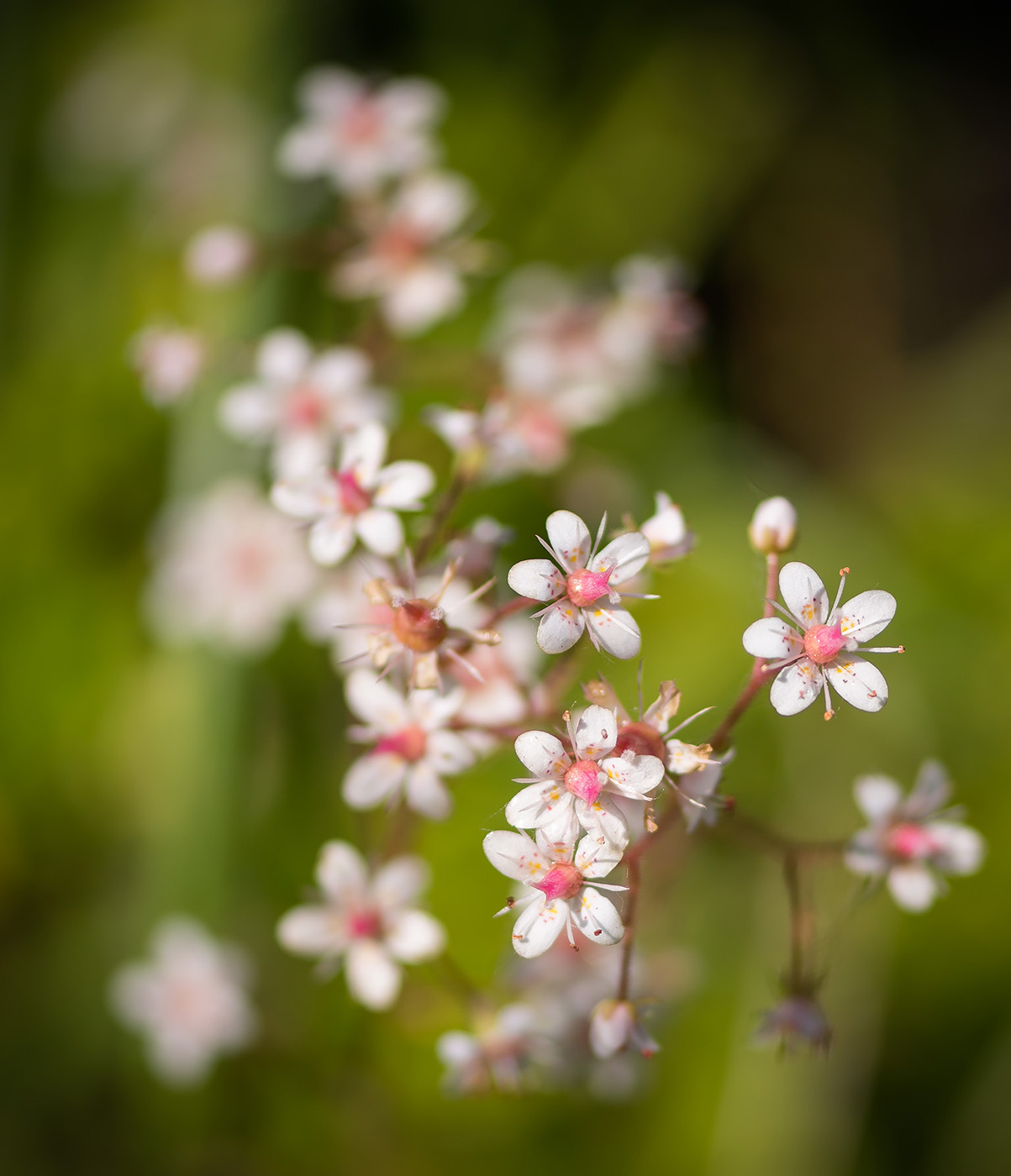 Изображение особи Saxifraga umbrosa.