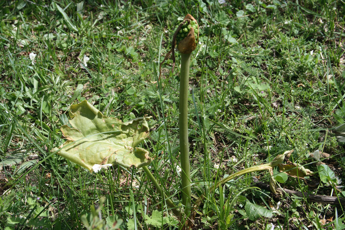 Изображение особи Arum korolkowii.