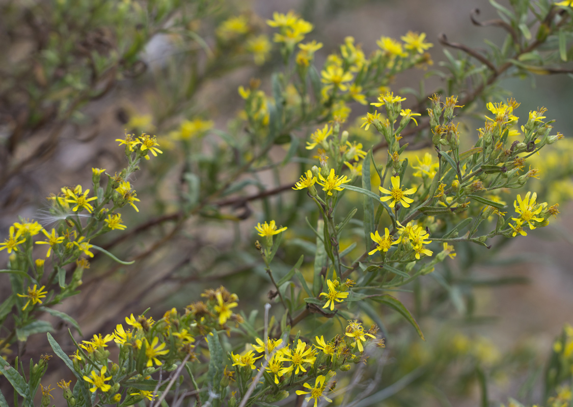 Image of Dittrichia viscosa specimen.