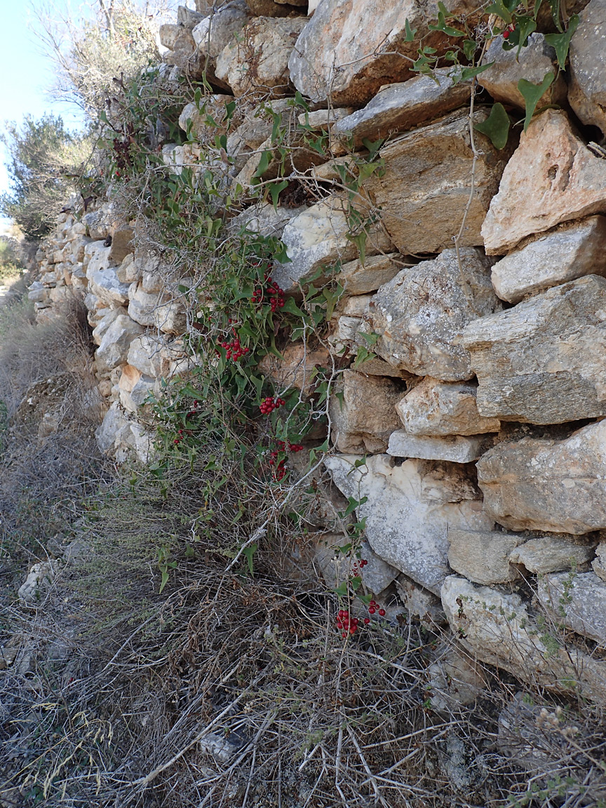 Image of Smilax aspera specimen.