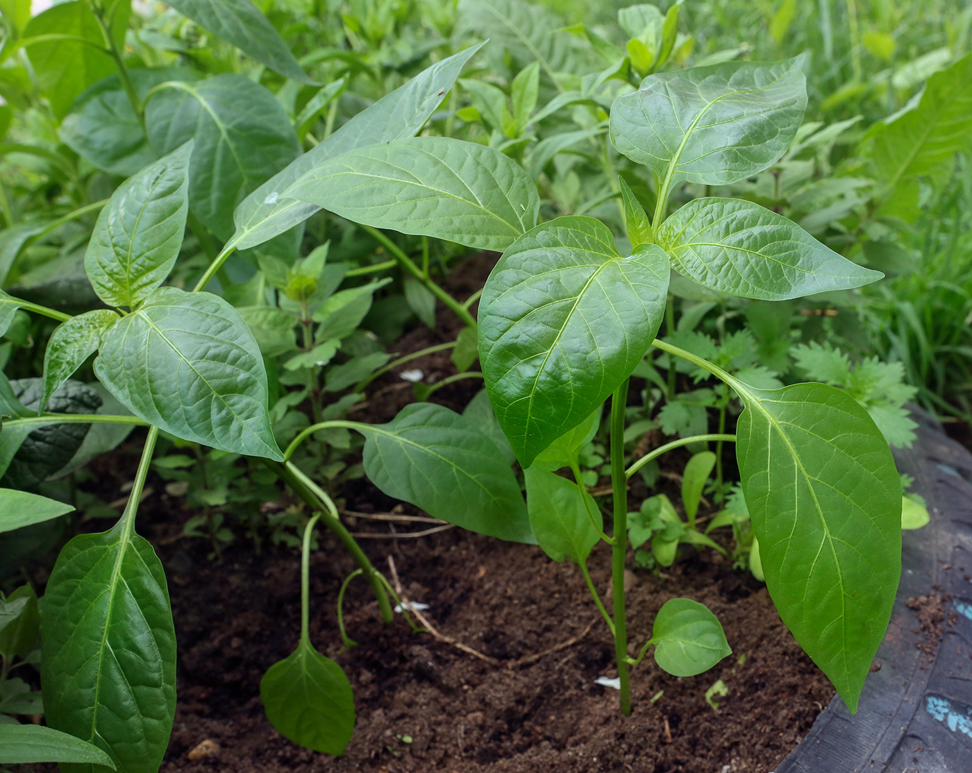 Изображение особи Capsicum annuum.