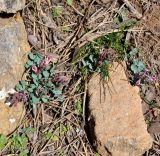 Corydalis rutifolia