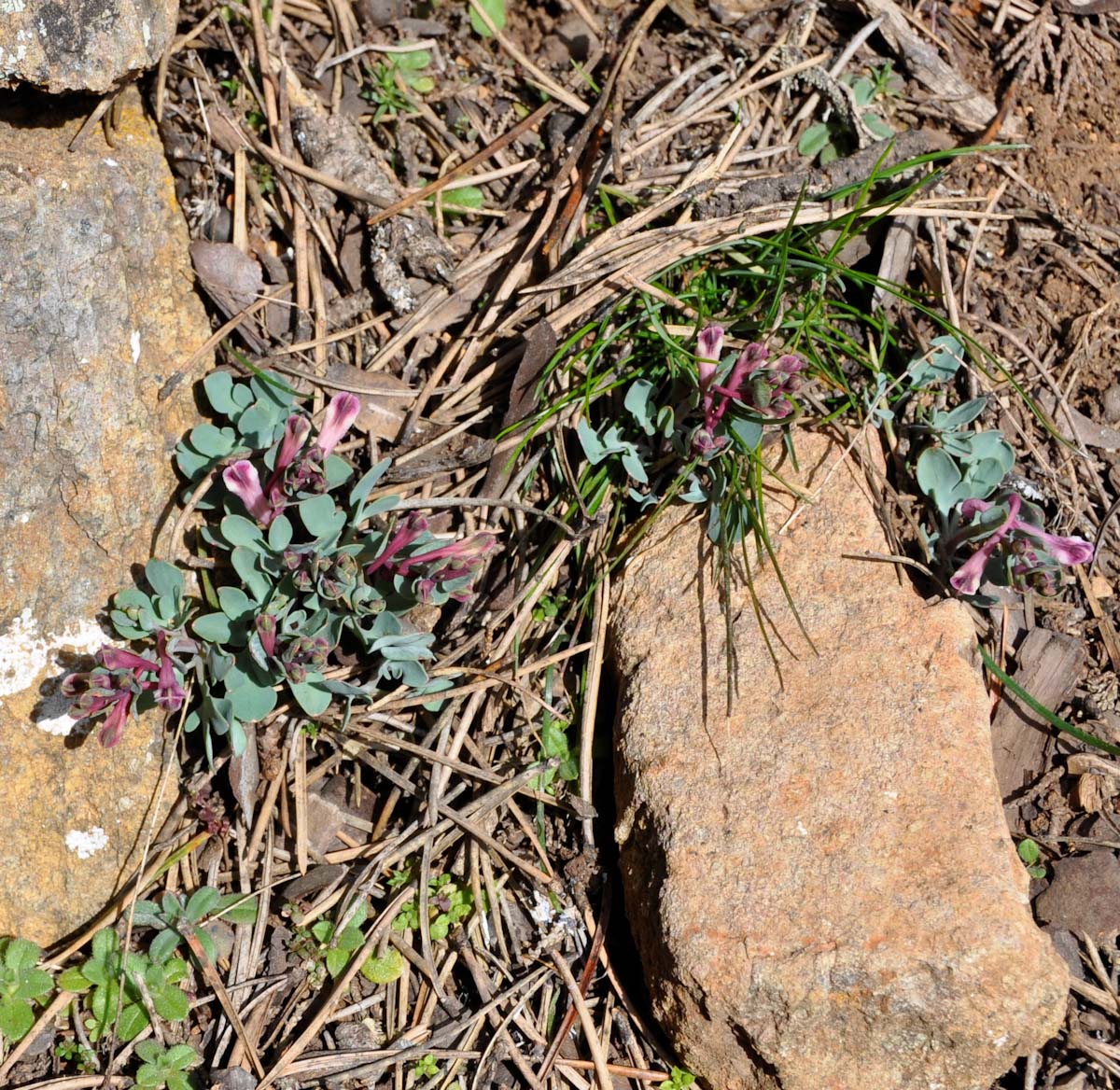 Image of Corydalis rutifolia specimen.