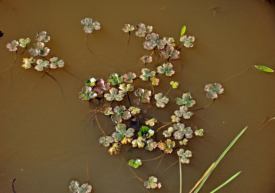 Изображение особи Ranunculus sceleratus.