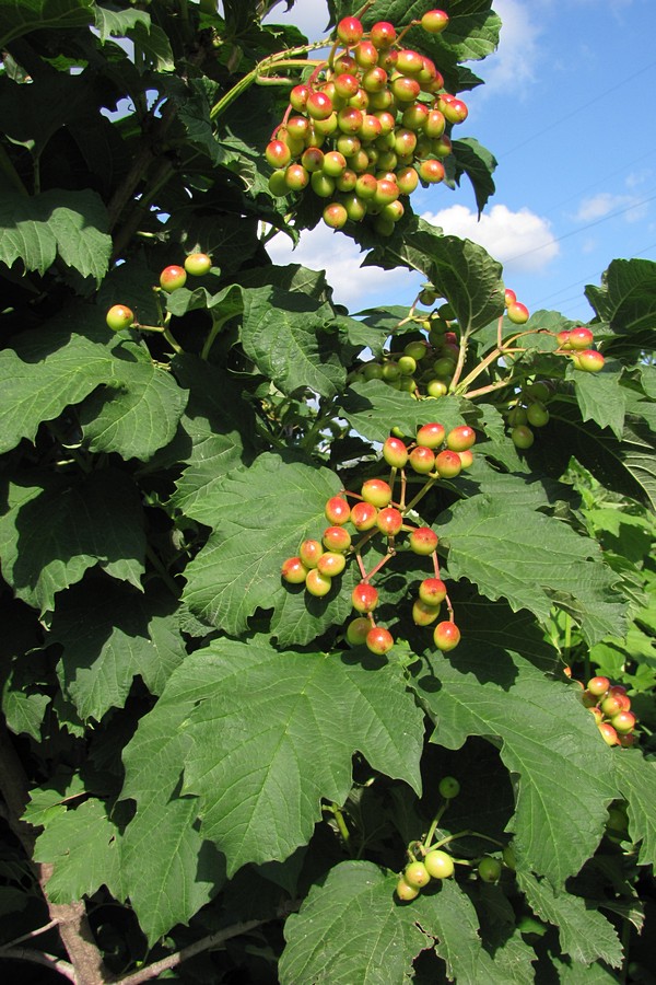 Image of Viburnum opulus specimen.