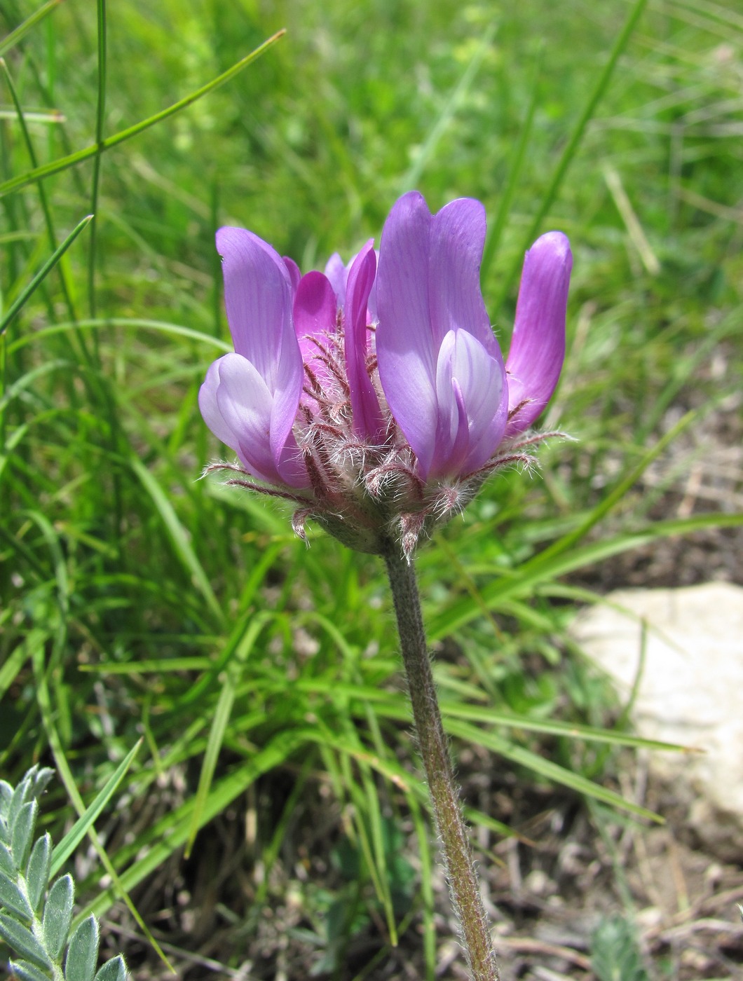 Изображение особи род Astragalus.