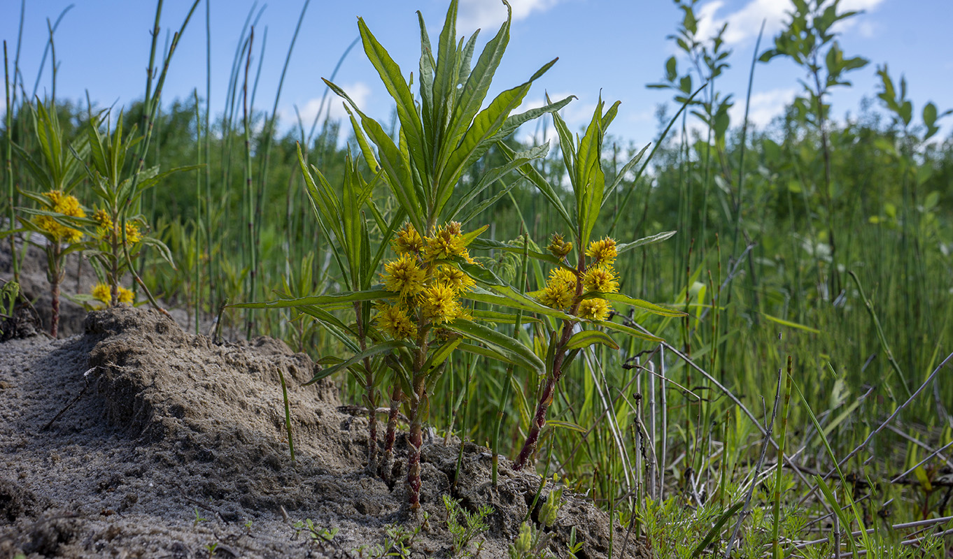 Изображение особи Naumburgia thyrsiflora.