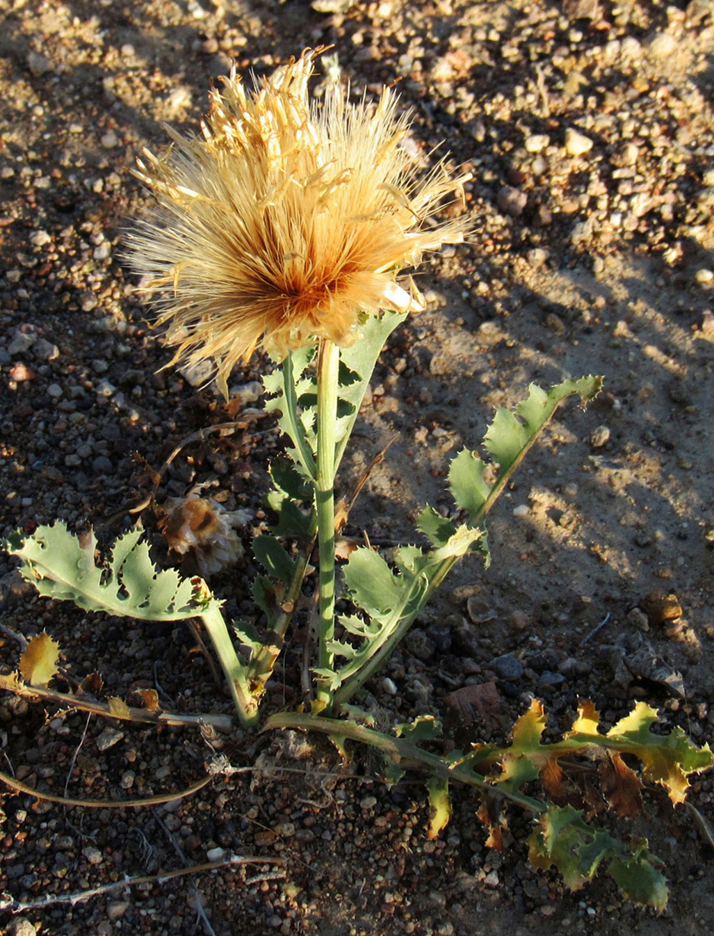 Изображение особи Stemmacantha nitida.