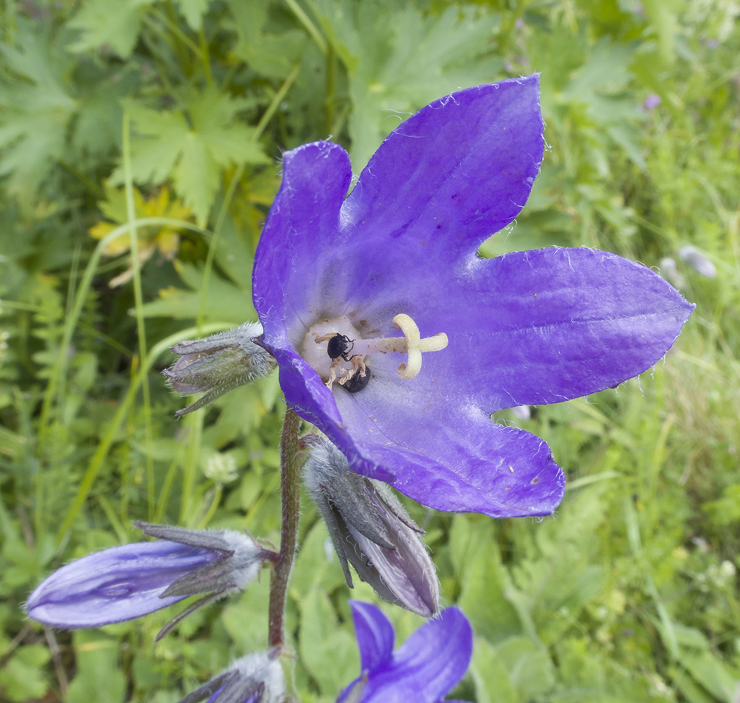 Изображение особи Campanula collina.