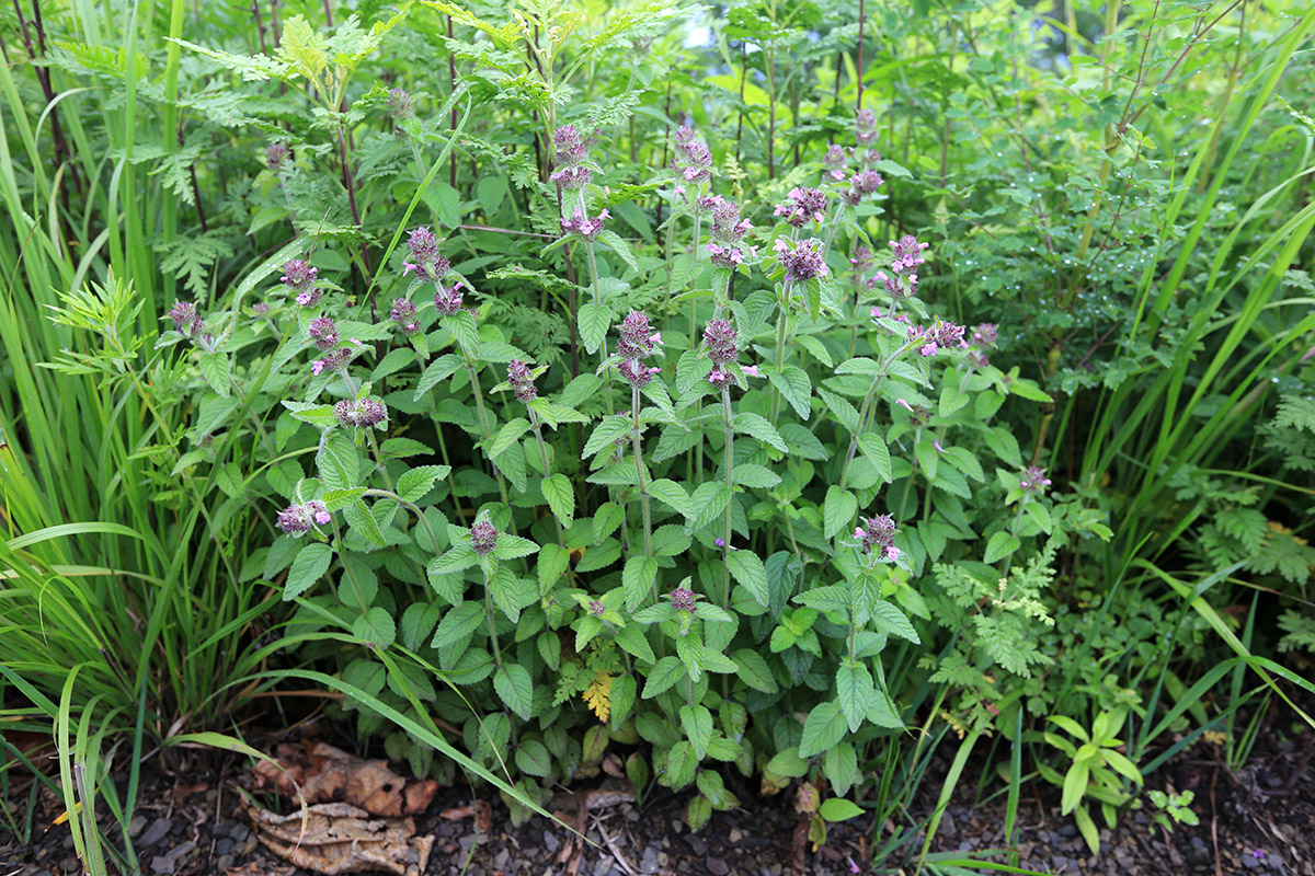 Image of Clinopodium chinense specimen.