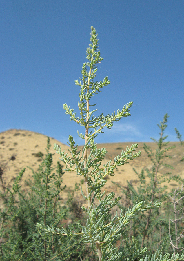 Image of Suaeda microphylla specimen.