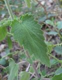 Nepeta cataria. Лист. Дагестан, окр. с Талги, каменистый склон у скалы. 05.06.2019.