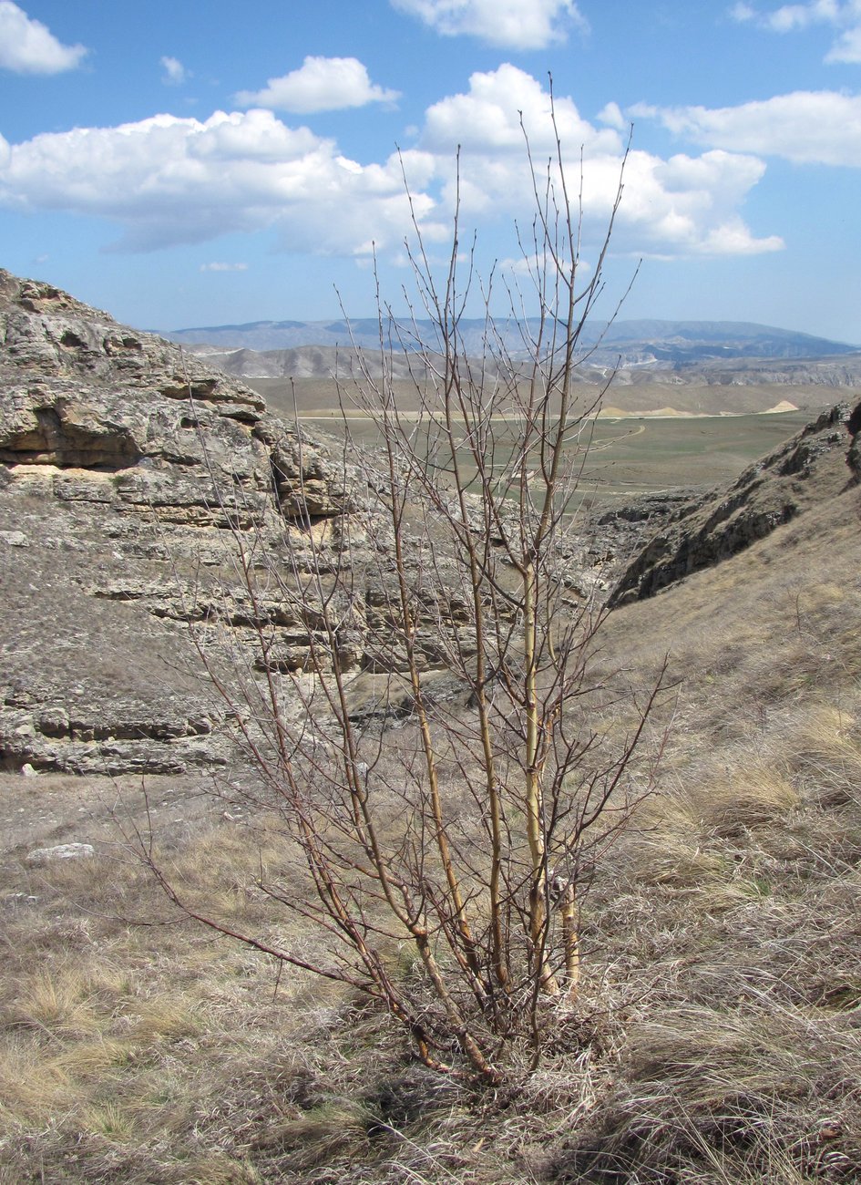 Image of genus Betula specimen.