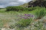 Astragalus onobrychis. Цветущее растение. Челябинская обл., Брединский р-н, окр. пос. Аркаим, степь. 15 июня 2019 г.