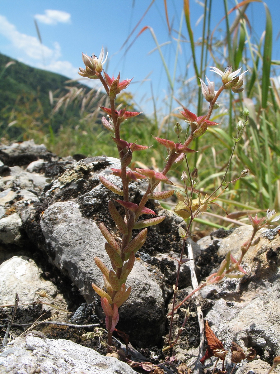 Image of Sedum pentapetalum specimen.