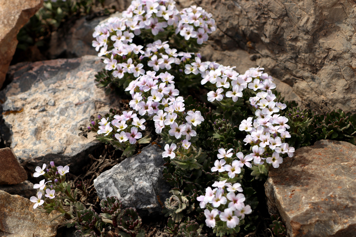 Изображение особи Oreoblastus flabellatus.