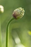 Allium victorialis. Верхушка побега с раскрывающимся соцветием. Краснодарский край, Мостовский р-н, окр. горы Большой Тхач, субальпийский луг. 11.06.2019.