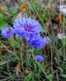 Centaurea cyanus. Соцветия. Московская обл., г. Электрогорск, ул. Калинина, сквер Боевого братства, в культуре. 18.09.2019.