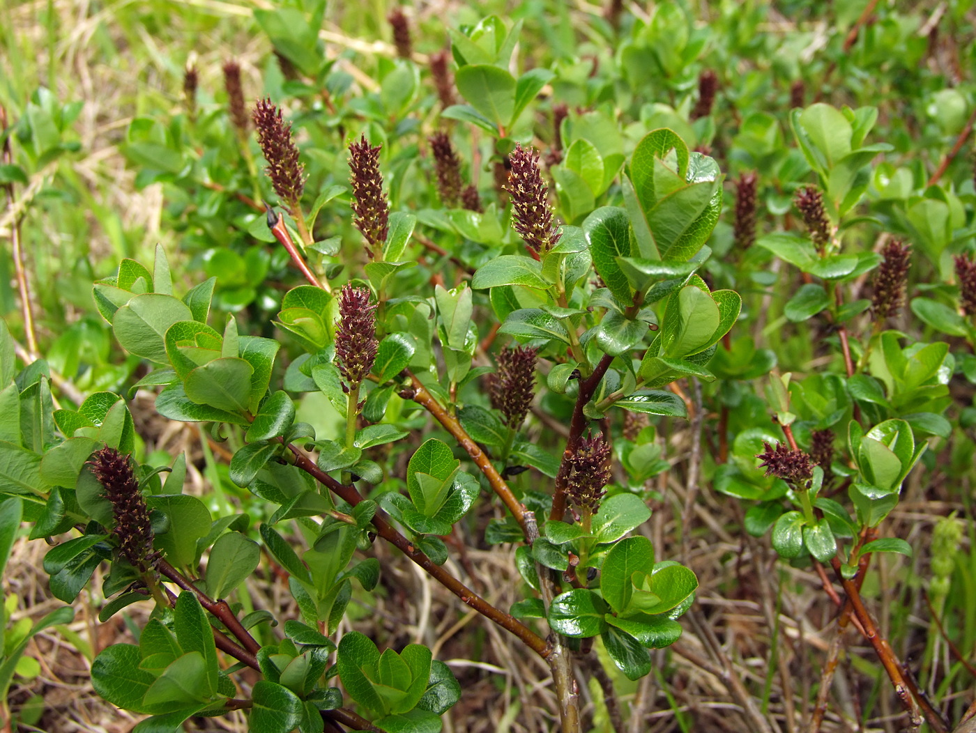Image of Salix fuscescens specimen.