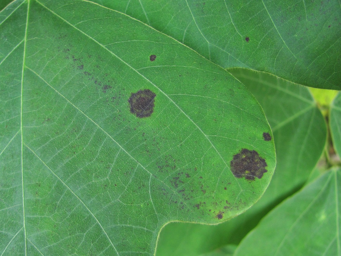 Image of Pueraria lobata specimen.