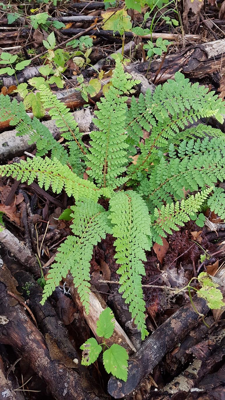 Image of Polystichum setiferum specimen.