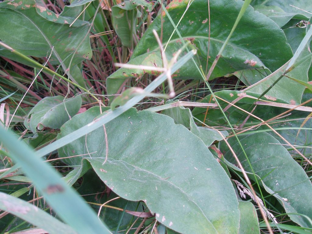 Image of Limonium coriarium specimen.