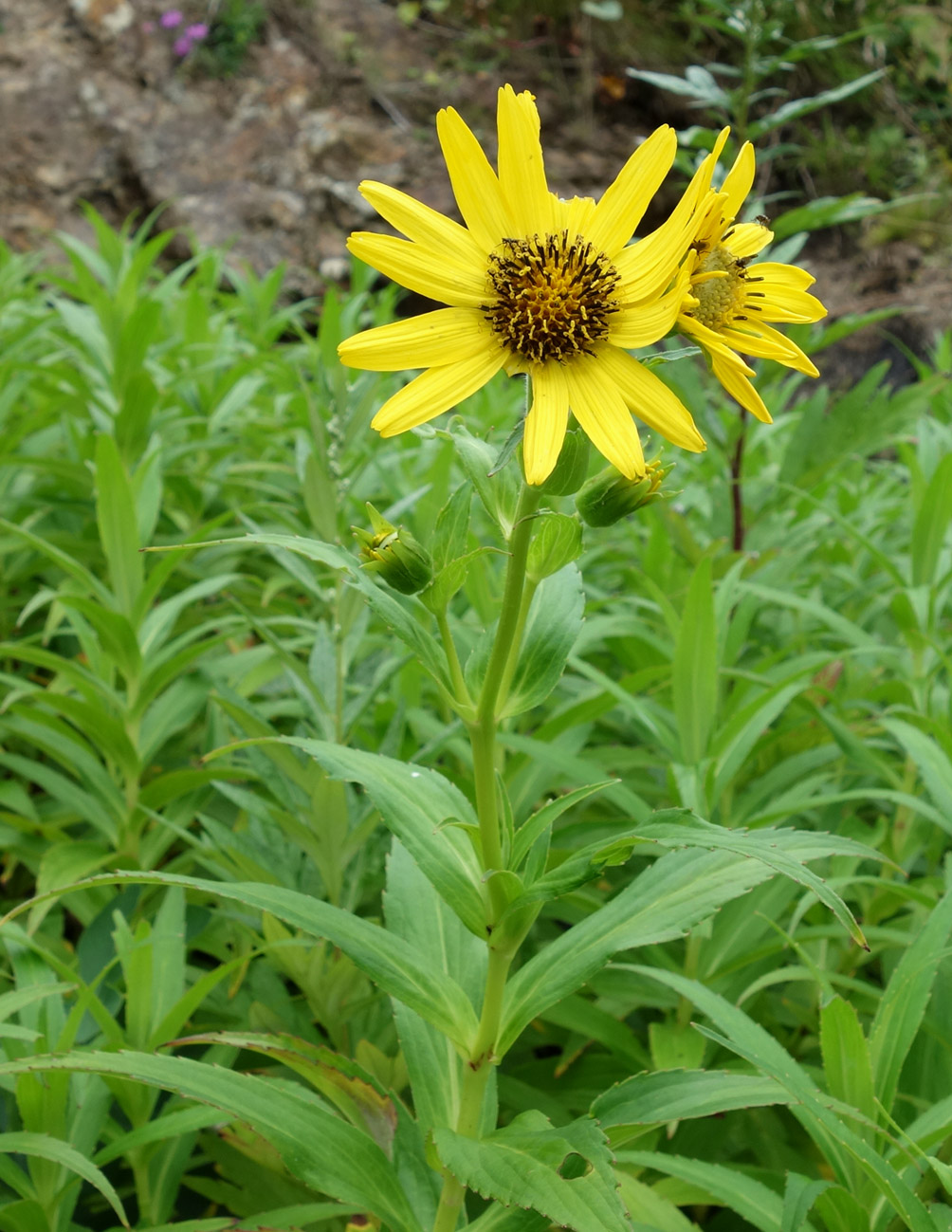 Изображение особи Arnica sachalinensis.