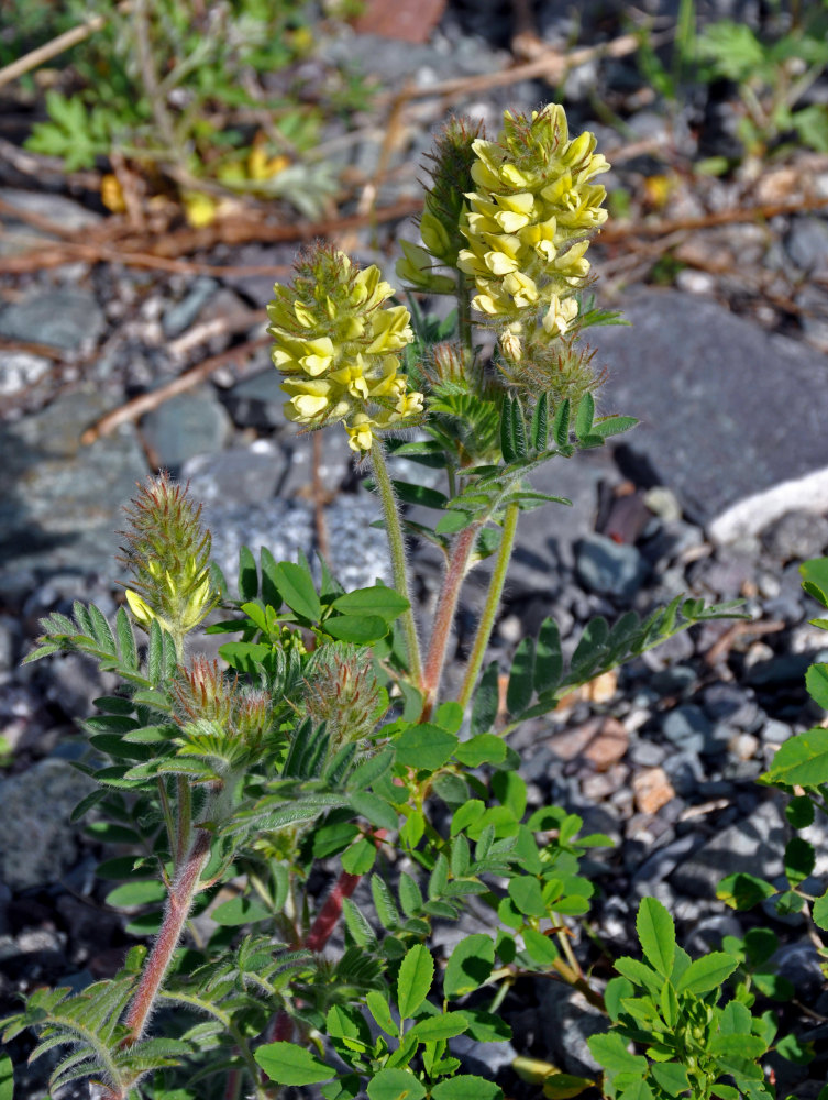 Изображение особи Oxytropis pilosa.