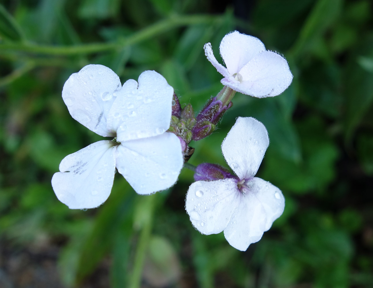 Image of Hesperis sibirica specimen.