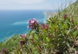 Thymus elenevskyi