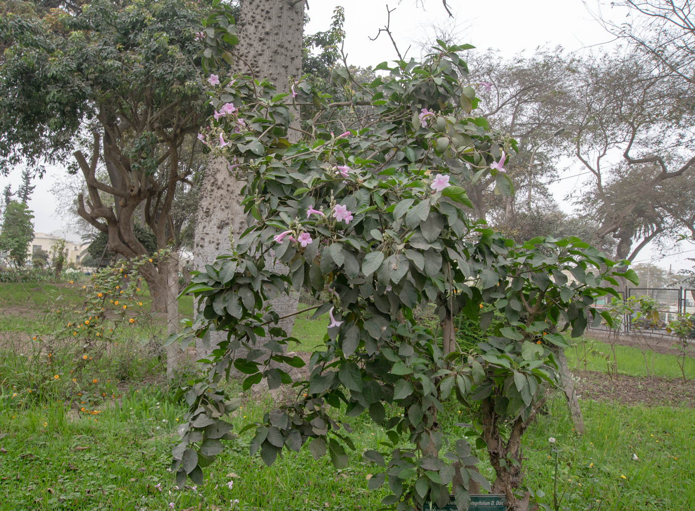 Изображение особи Delostoma integrifolium.