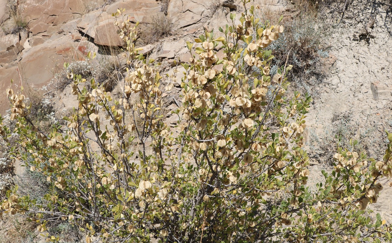 Image of Zygophyllum atriplicoides specimen.