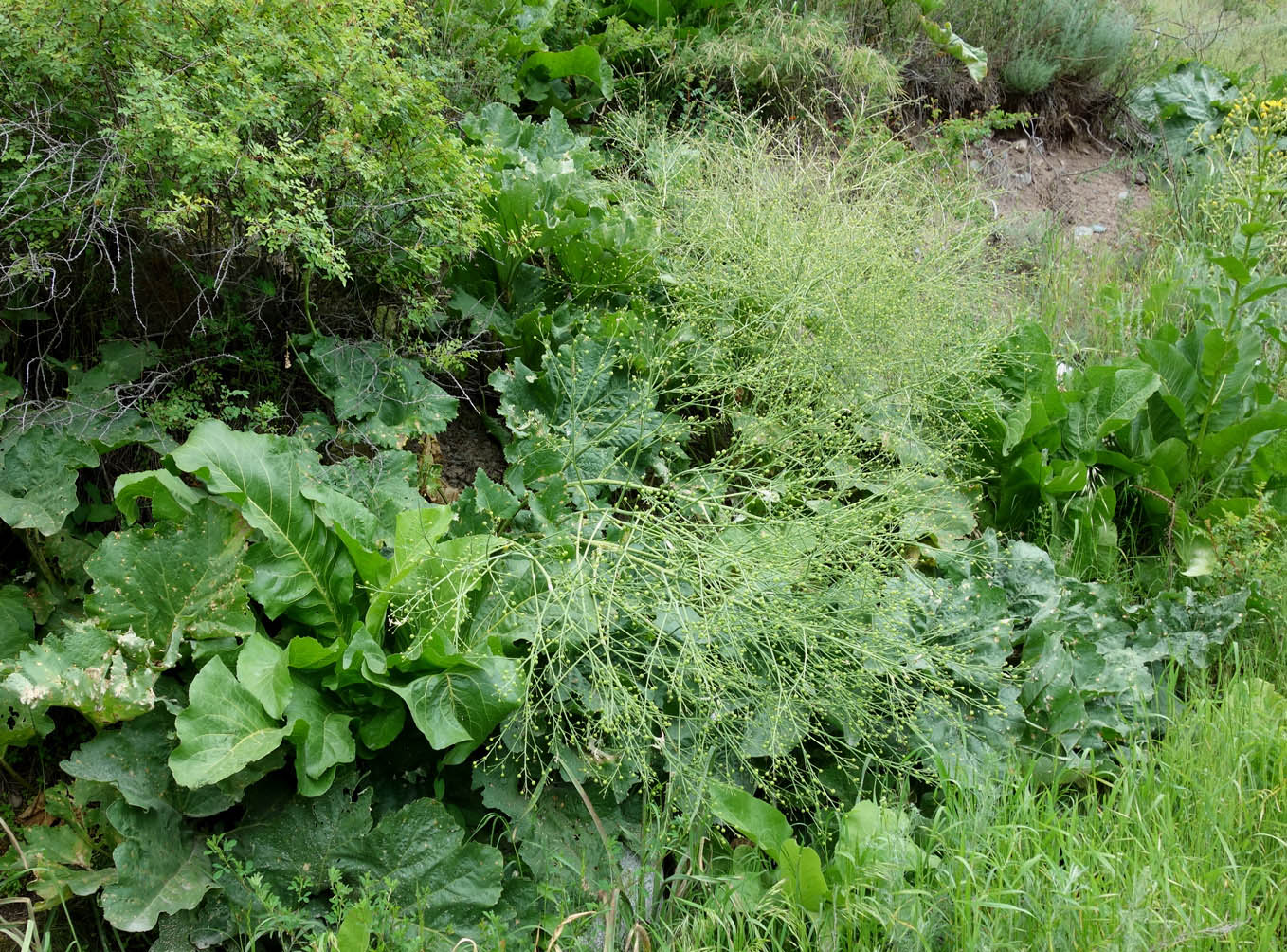 Image of Crambe kotschyana specimen.