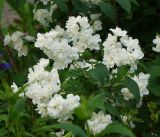 род Philadelphus