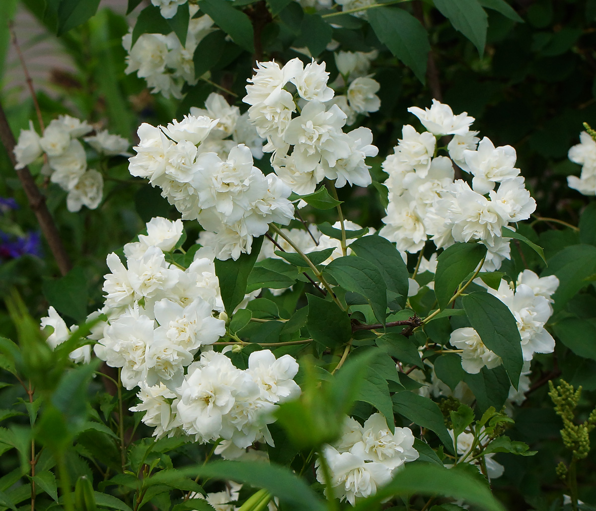 Изображение особи род Philadelphus.