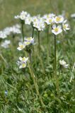 Anemonastrum protractum