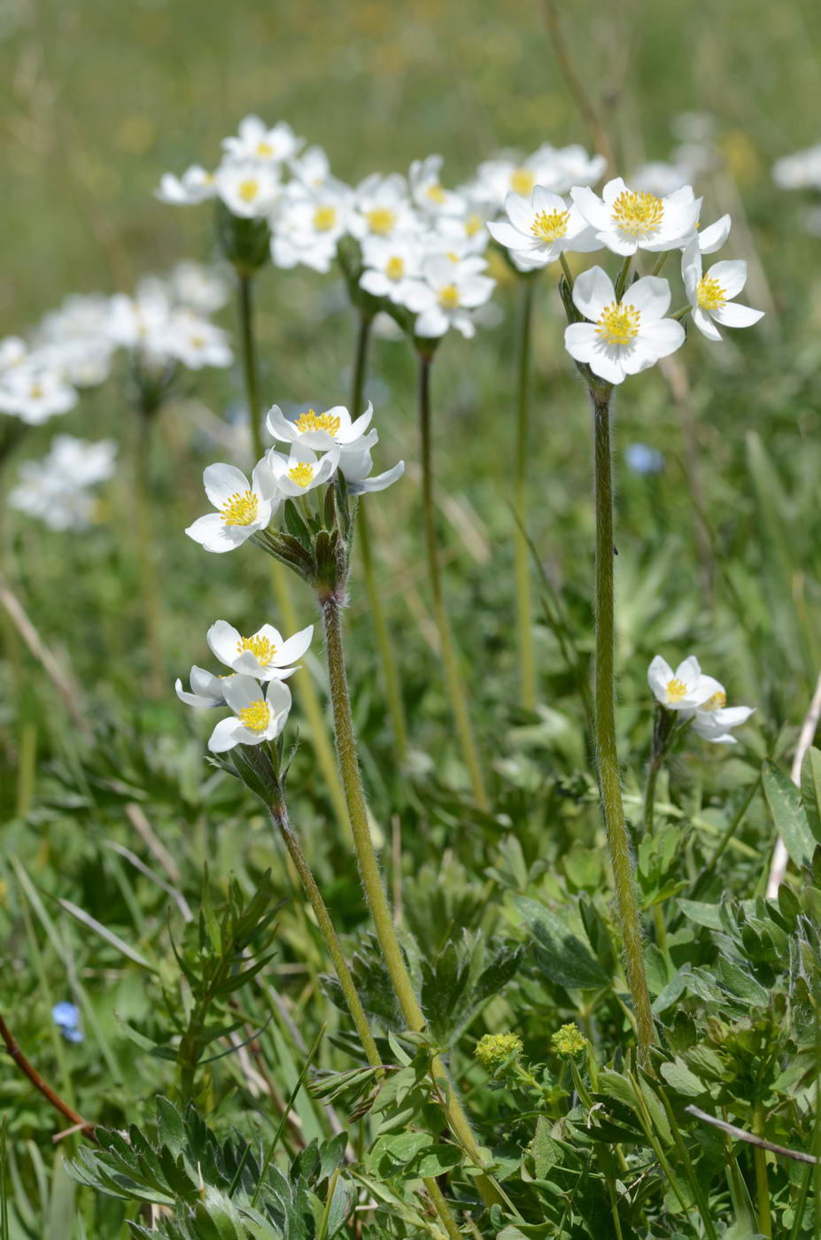 Изображение особи Anemonastrum protractum.