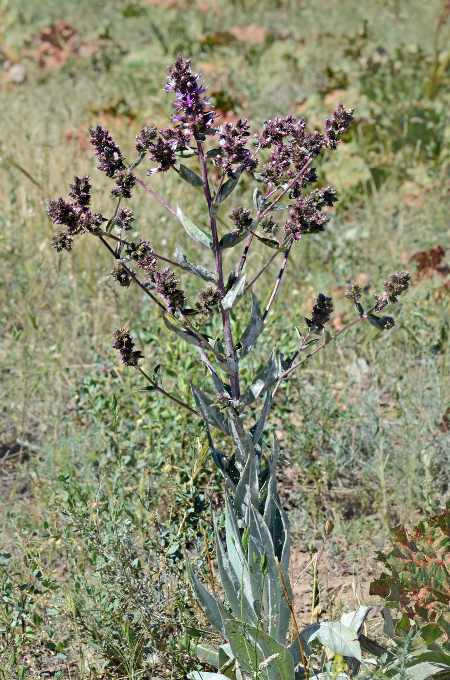 Image of Cousinia lappacea specimen.