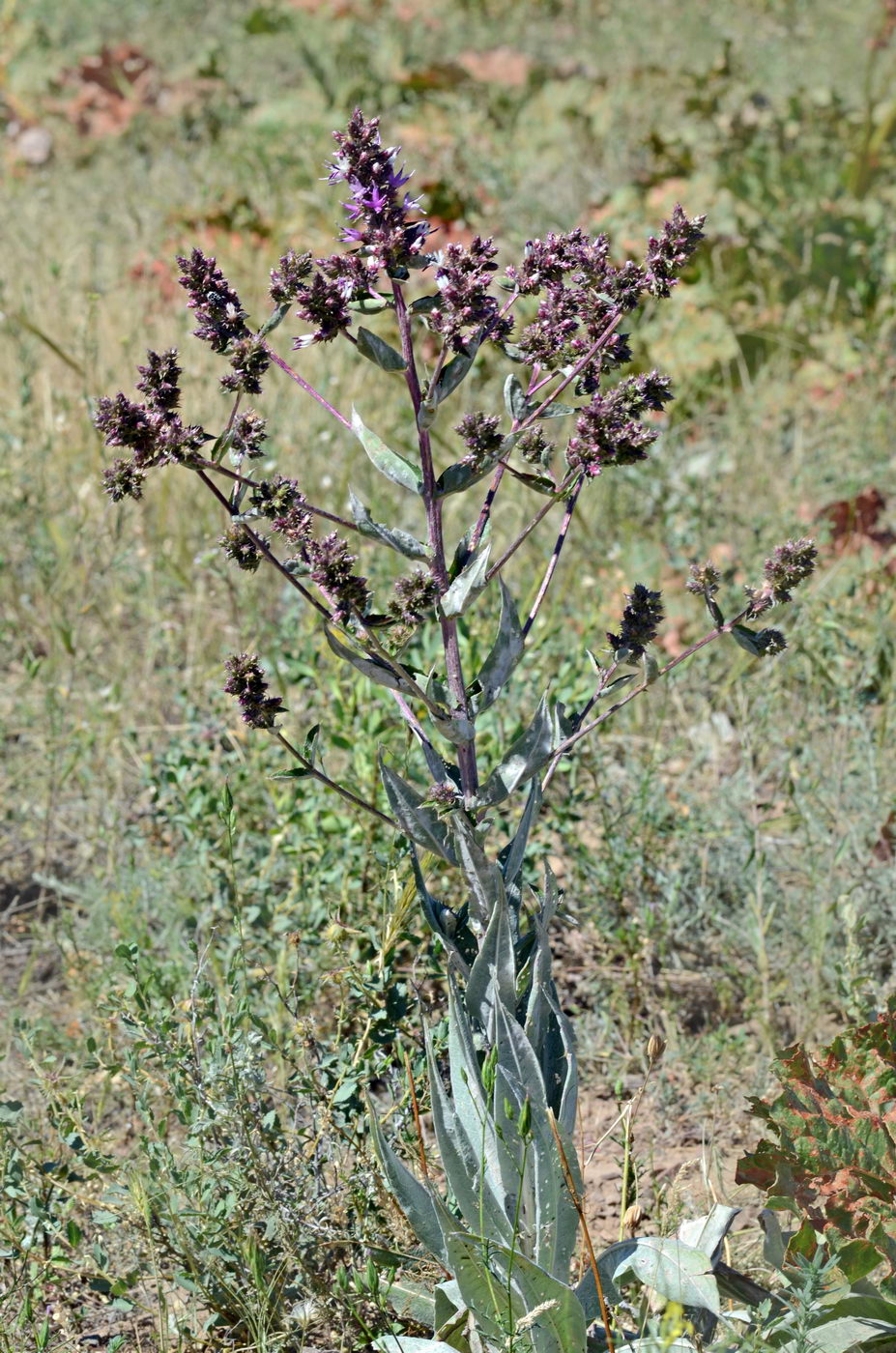 Изображение особи Cousinia lappacea.