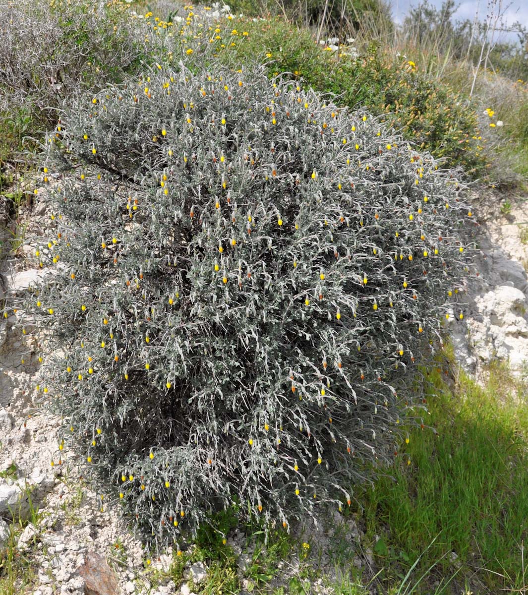 Image of Onosma fruticosa specimen.