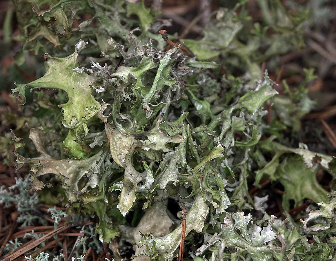 Image of Cetraria islandica specimen.