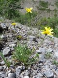 Crepis oreades. Цветущие растения на щебнистой осыпи. Казахстан, Туркестанская обл., Толебийский р-н, территория Сайрам-Угамского национального парка; Угамский хр., долина р. Сайрам-Су, ≈ 2100 м н.у.м. 03.07.2019.