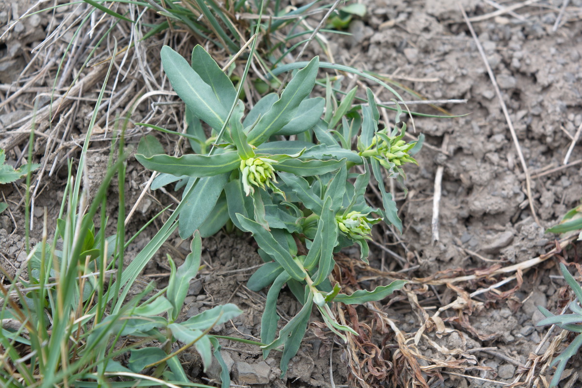 Изображение особи род Euphorbia.