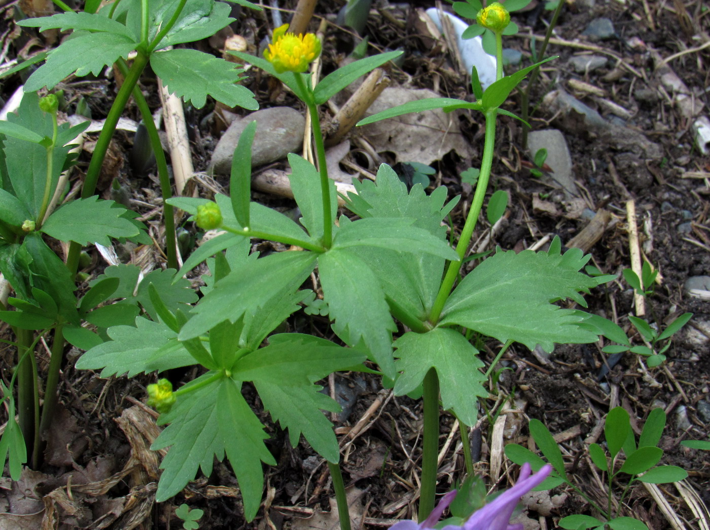 Image of Ranunculus kedranus specimen.