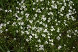 Stellaria holostea