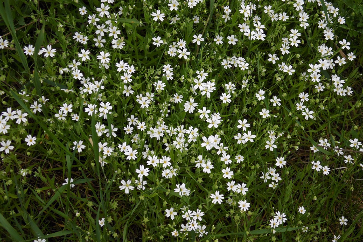 Image of Stellaria holostea specimen.