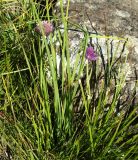 Allium schoenoprasum