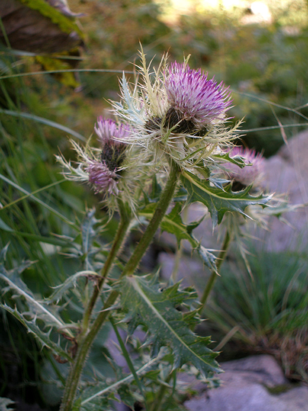 Изображение особи Cirsium obvallatum.