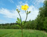 Ranunculus repens. Верхушка веточки с цветками и бутонами. Подмосковье, окр. г. Одинцово, разнотравный луг. Май 2020 г.